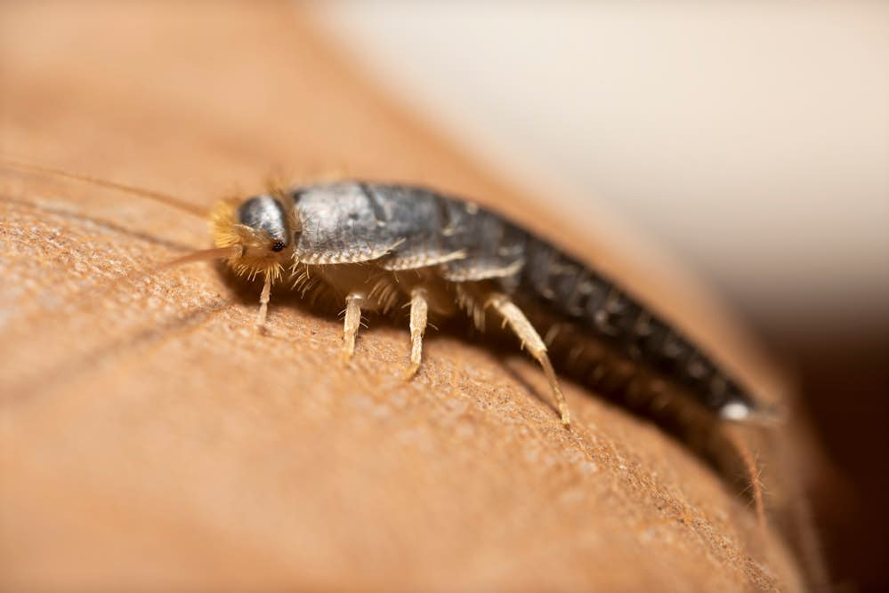 Silverfish-Lepisma-saccharinum-on-a-human-finger